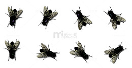 苍蝇