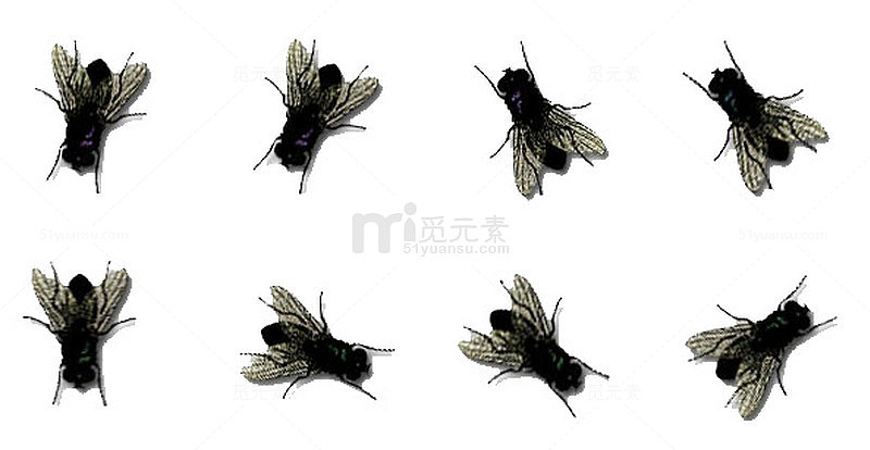 苍蝇