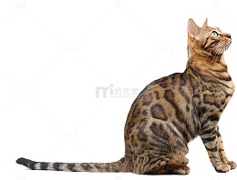 孟加拉猫抬头看天