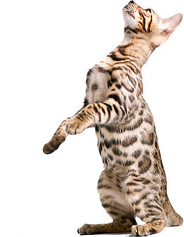 孟加拉小猫抬头看