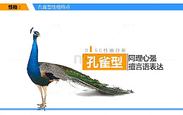 孔雀型指导