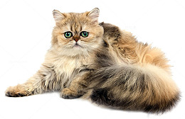 波斯猫宠物
