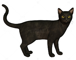 流浪猫