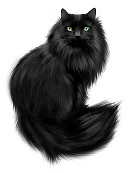 黑猫
