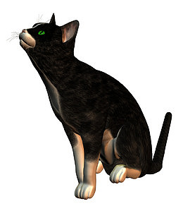 黑猫