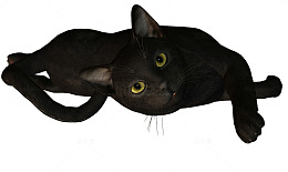 懒猫