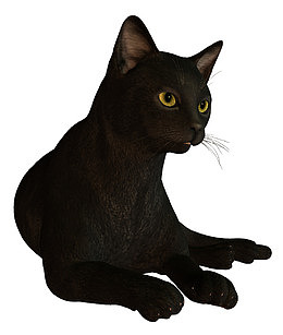 黑猫