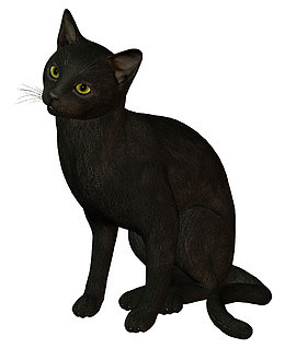 黑猫
