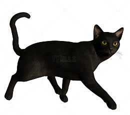 黑猫