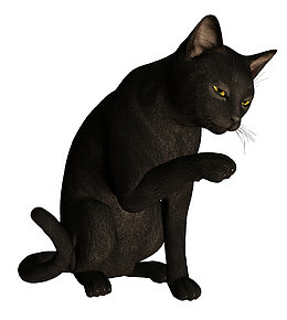 黑猫