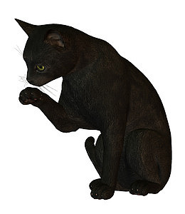 猫咪