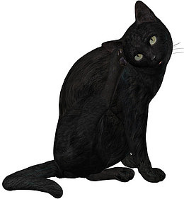 黑猫