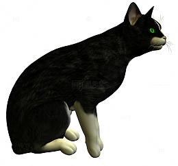 猫咪