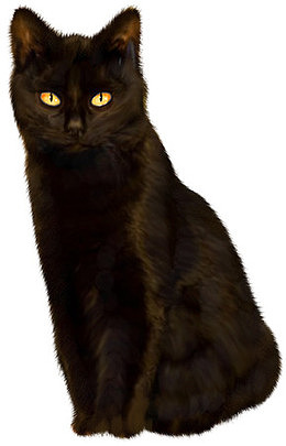 流浪猫