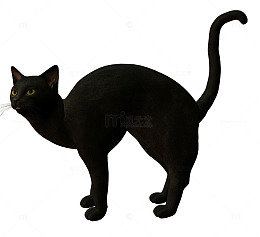 猫咪