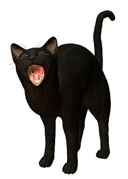 黑猫