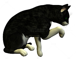 流浪猫