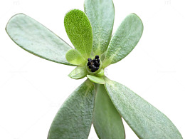 马齿苋药用植物养生野菜