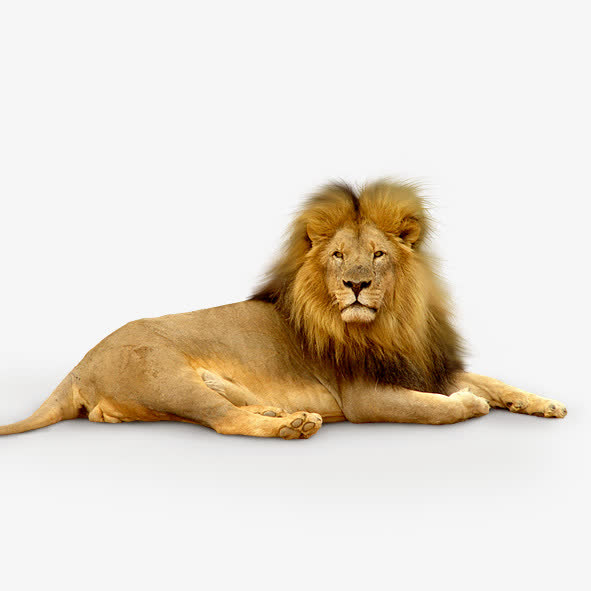 狮子素材免费下载_觅元素