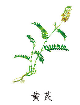 中药材黄芪