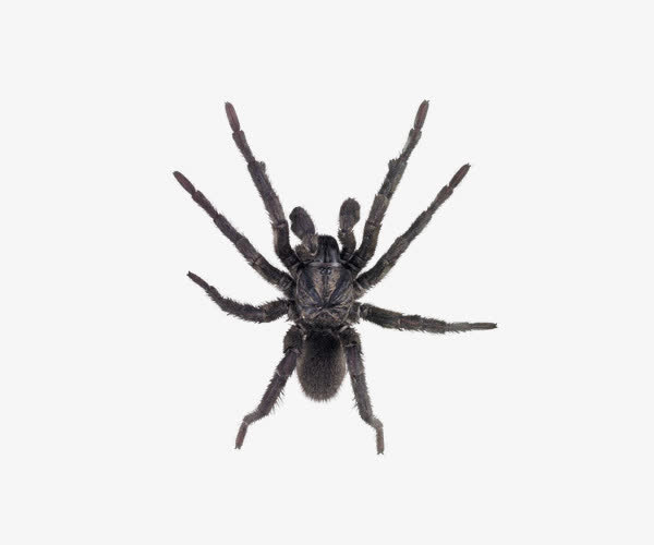 深灰色蜘蛛