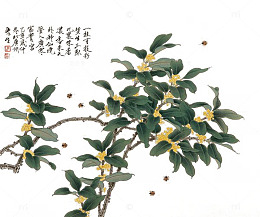 中国桂花树