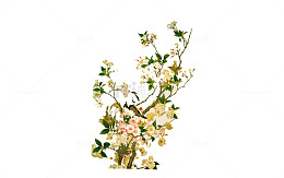 二十四番花信风-梨花