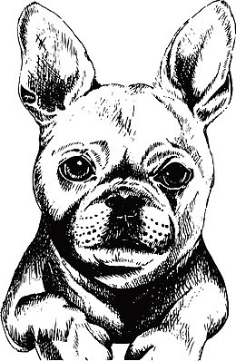 创意小型犬
