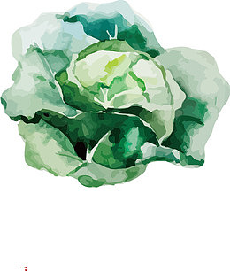 矢量手绘花菜