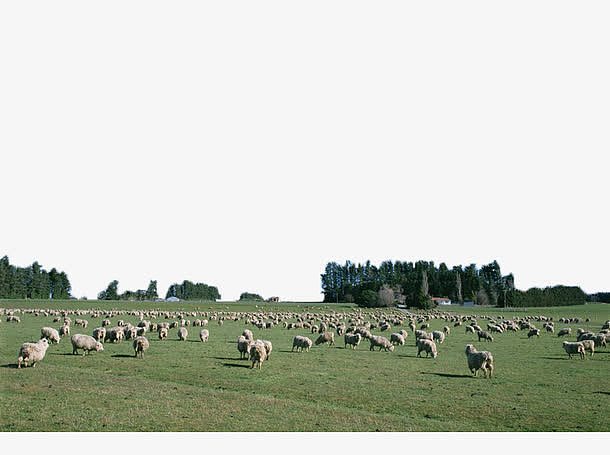 草地上的牛羊