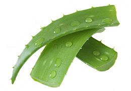 新鲜芦荟叶素材