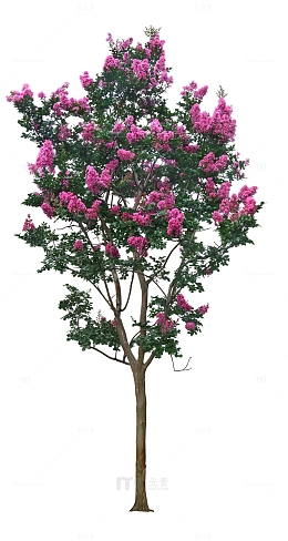 紫薇花树