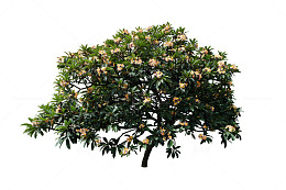 一颗桂花树