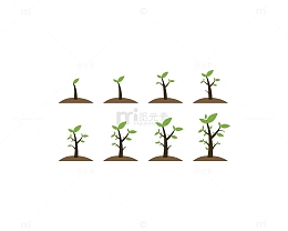 小树苗成长过程