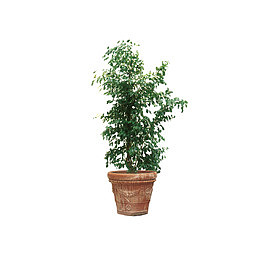 一盆绿色花