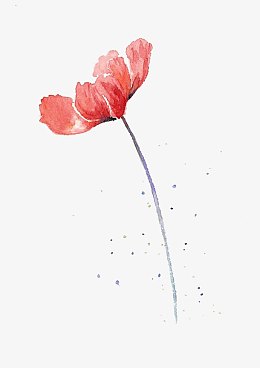 矢量图pngpng罂粟花pngpng线条罂粟花插画pngpng红色虞美人花朵pngai