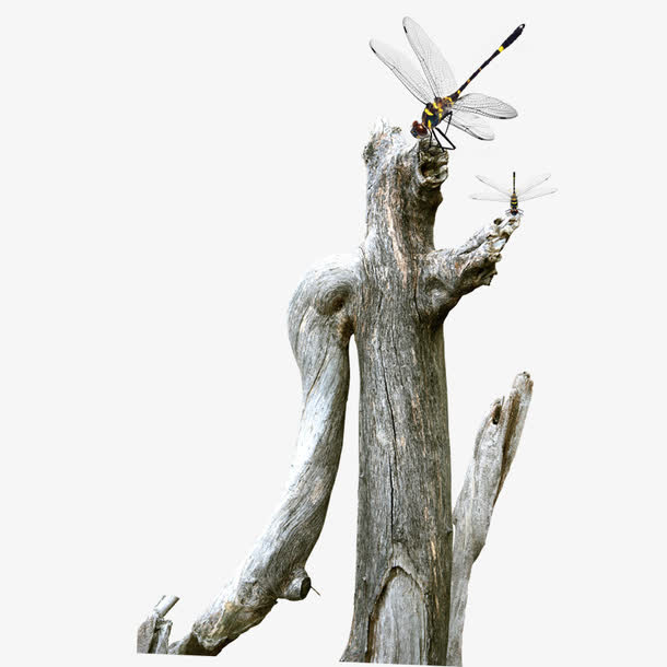 枯木素材免费下载_觅元素