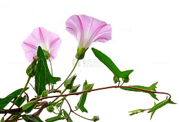 打碗花免抠