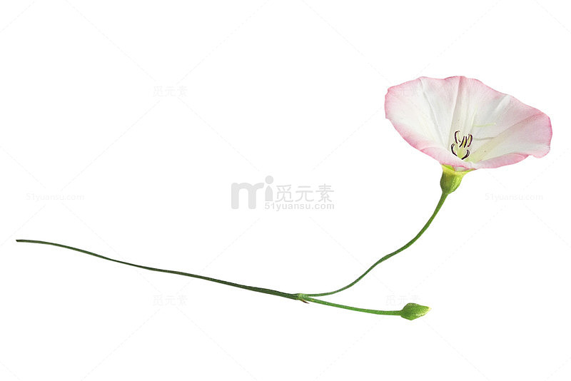 粉色小野花 装饰