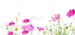 野花花纹风景