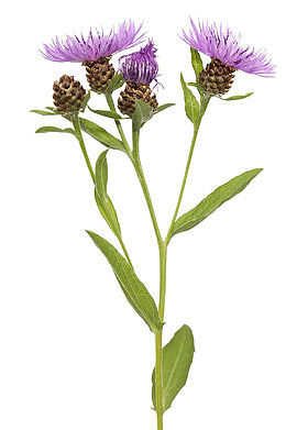紫色矢车菊免抠素材