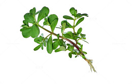 中药材长寿菜马齿苋