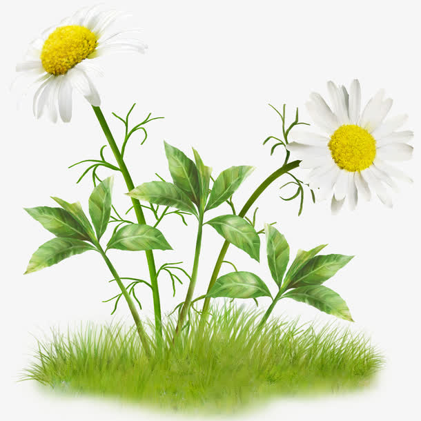 花草素材免费下载_觅元素