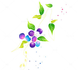 手绘结满果子枝条插画植物