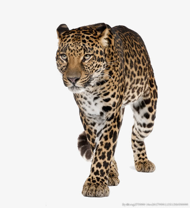 凶猛矫捷的花豹