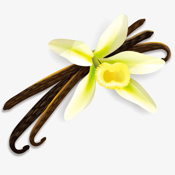 矢量黄花菜