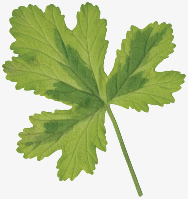 叶片素材免费下载_觅元素