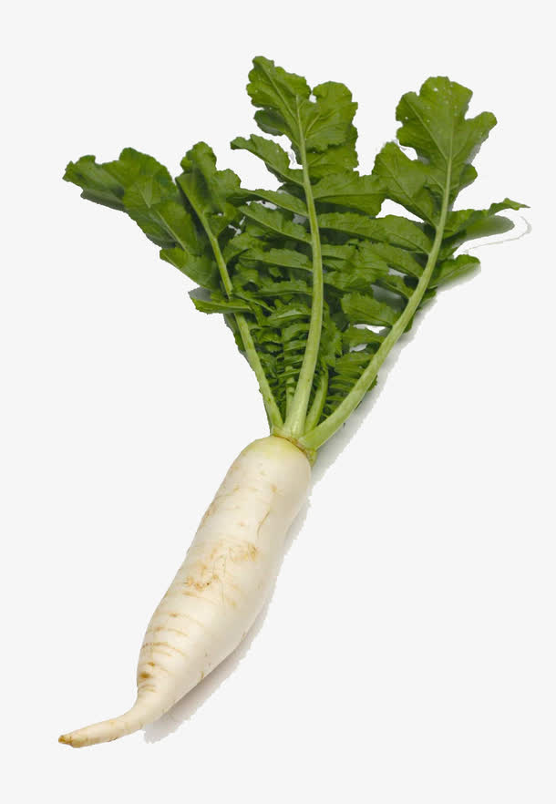 白萝卜真有营养素材免费下载_觅元素