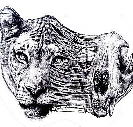 虎头插画