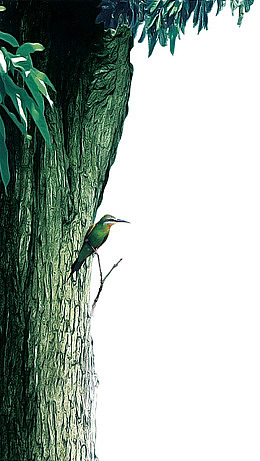 地产广告元素大树